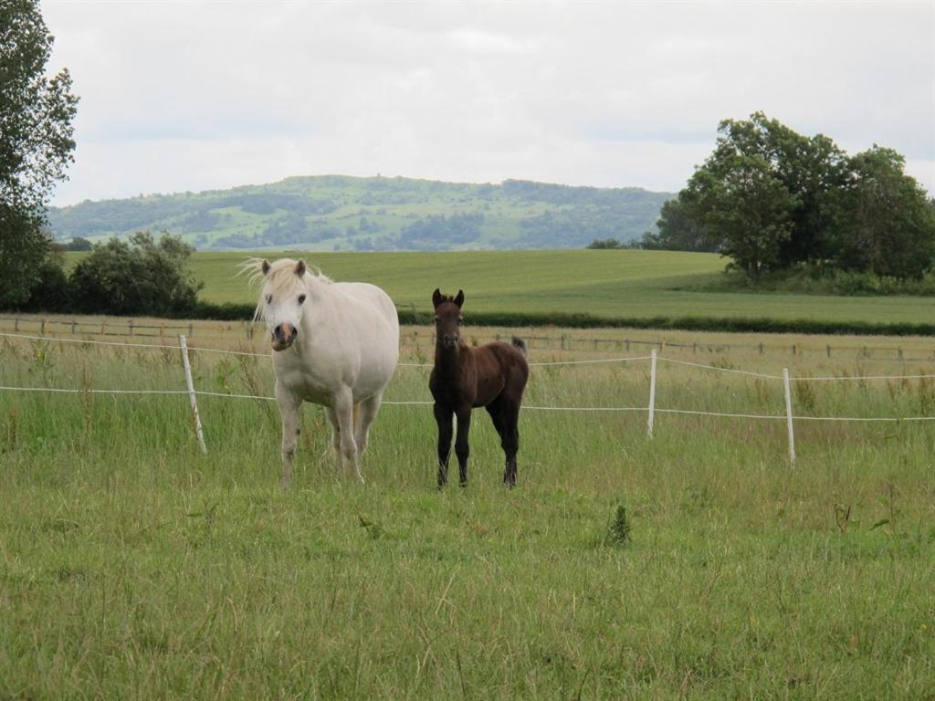 Bluebell Farm Bed & Breakfast Upton upon Severn Eksteriør bilde